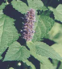 Agastache foeniculum: Anisysop-Pflanze