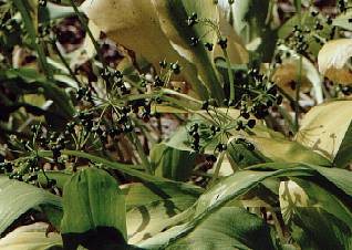 Allium ursinum: Bear’s garlic bearing unripe fruits