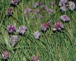 Allium schoenoprasum: Blühender Schnittlauch