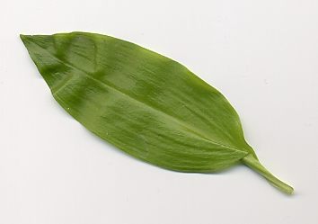 Allium ursinum: Leaf or ramson