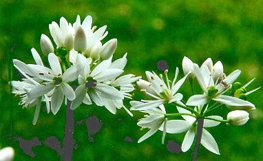 Allium ursinum: Ramson flower