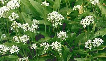 Allium ursinum: Blühender Baerlauch