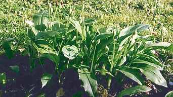 Allium ursinum: Bear’s garlic