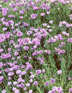 Allium schoenoprasum: Schnittlauch mit Blüten