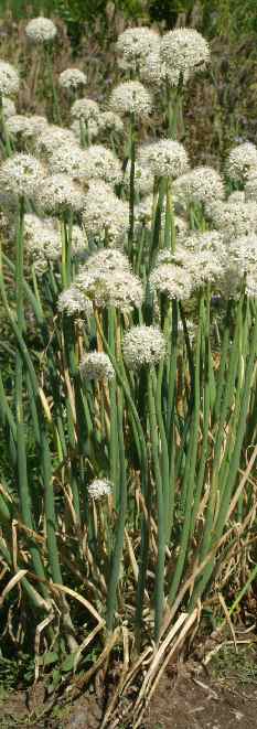 Allium cepa: Flowering onion plants