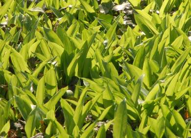 Allium ursinum: Ramson in early springtime