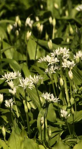 Allium ursinum: Flowering ramson plants