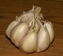 Allium sativum: Garlic head