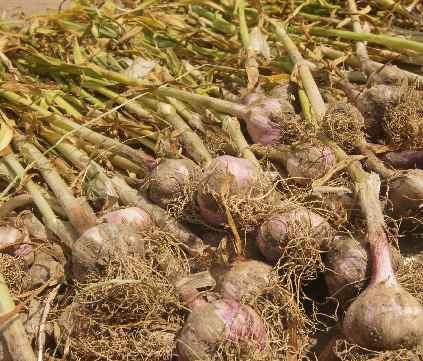 Allium sativum: Garlic drying after harvest in NepalALT