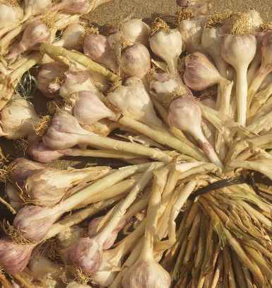Allium sativum: Garlic fresh after the harvest
