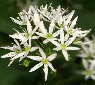 Allium ursinum: Ramson inflorescence
