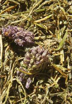 Allium wallachii/hypsistum/przewalskianum: Getrocknete Blätter und Blüten von Jimbu (Gewürz aus Nepal)