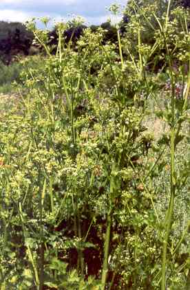Apium graveolens: Blühende Selleriepflanzen