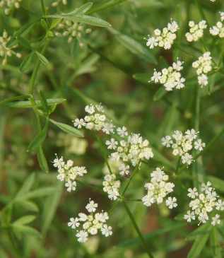 Apium graveolens: Wilde Sellerie (Blüte)