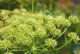Apium graveolens: Withered celery flowers and immatur fruits