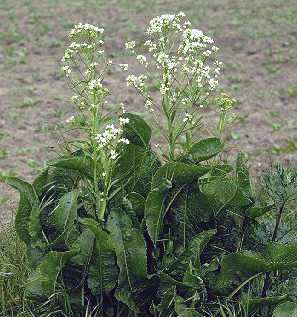 Armoracia rusticana: Horseradish (flowering plant)