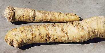 Armoracia rusticana: Horseradish root