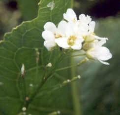 Armoracia rusticana: Horseradish flower
