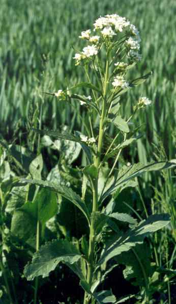 Armoracia rusticana: Horseradish flowers