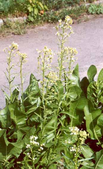 Armoracia rusticana: Blühende Meerrettichpflanze