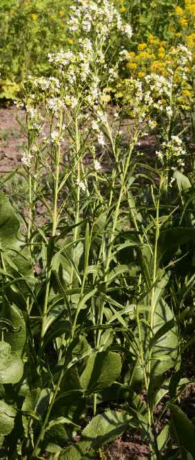 Armoracia rusticana: Flowering horseradish plants