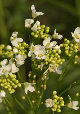 Armoracia rusticana: Horseradish flower close-up