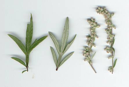Artemisia vulgaris: Mugwort leaves and flowers