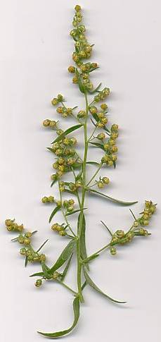 Artemisia dracunculus: Blühender Estragon-Zweig