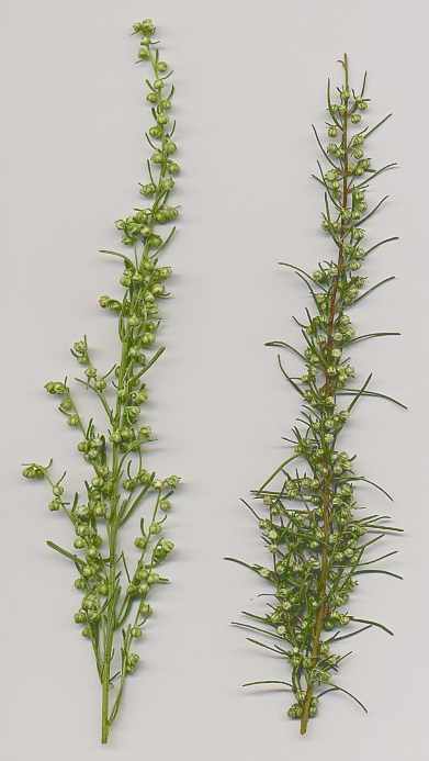 Artemisia abrotanum: Southernwood flowering branches