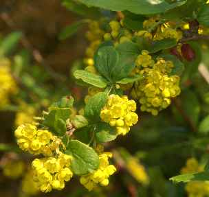 Berberis vulgaris: Blühende Berberitze