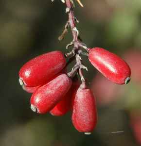 Berberis vulgaris: Berberitzen-Fruchtstand