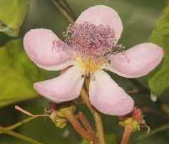 Bixa orellana: Anatto flower