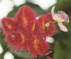 Bixa orellana: Annato flower and immature capsules