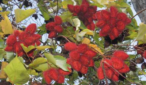 Bixa orellana: Annatto-Baum mit reifen Früchten