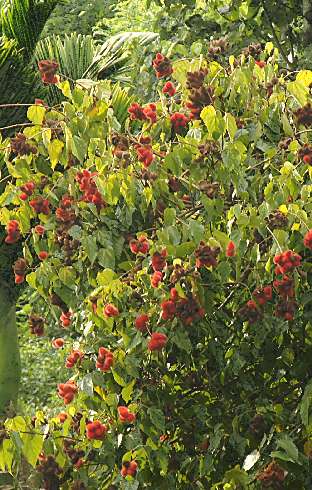 Bixa orellana: Annattobaum mit reifen Früchten