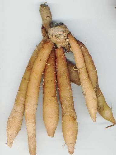 Boesenbergia pandurata: Fresh fingerroot