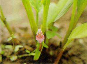 Boesenbergia pandurata: Fingerwurzpflanze