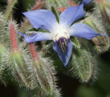 Borago officinalis: Borage flower close-up