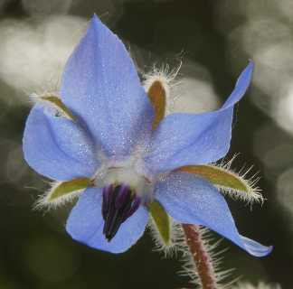 Borago officinalis: Borage flower