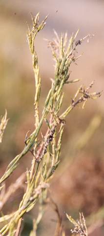 Brassica nigra: Reifende Senfschoten