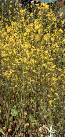 Brassica nigra: Black mustard field in flower