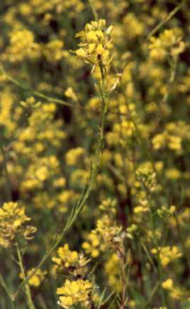 Brassica nigra: Black mustard in bloom