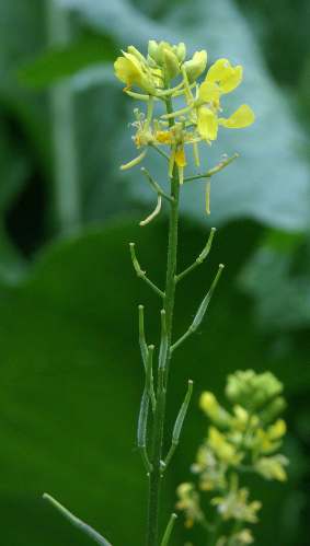 Brassica nigra: Black mustard flowers