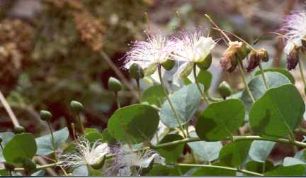 Capparis spinosa: Caper branch with flowers