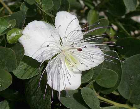 Capparis spinosa: Caper plant with flower