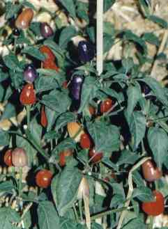 Capsicum annuum: Chinese five-coloured chile pepper