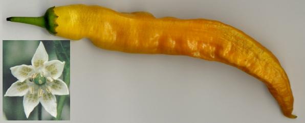 Capsicum baccatum var. pendulum: Aji amarillo (Peru)