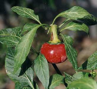 Capsicum annuum: Hungarian cherry pepper (Hungary)