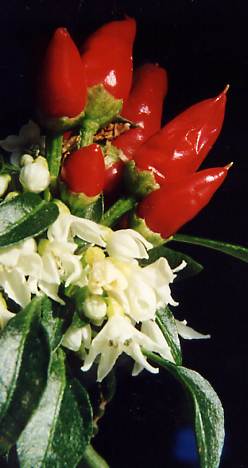 Capsicum annuum: Ornamental chili with fruits and flowers