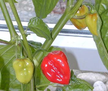 Capsicum chinense: Caribbean Red Habanero chilli pepper